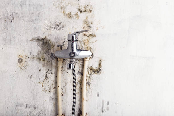 Trusted Amboy, IL Mold Remediation Experts