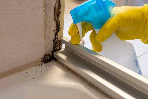 Best Kitchen Mold Remediation in Amboy, IL