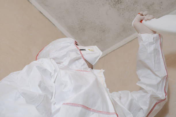 Best Insurance-Related Mold Remediation in Amboy, IL
