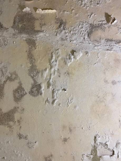 Best Preventive Mold Services in Amboy, IL