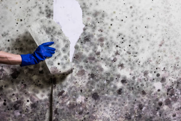 Best Bathroom Mold Remediation in Amboy, IL